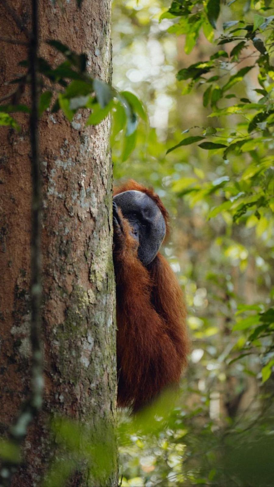 R5 Keramba Inn Bukit Lawang Exteriér fotografie