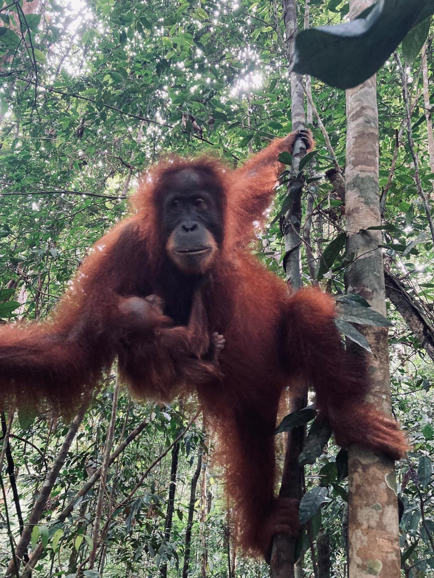 R5 Keramba Inn Bukit Lawang Exteriér fotografie